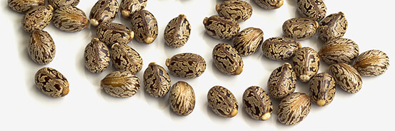 L'huile végétale de Ricin